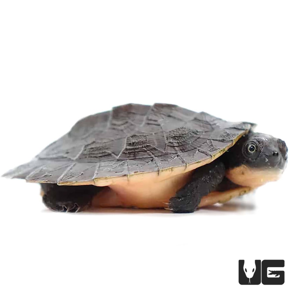 New Guinea Stream Turtle - Underground Reptiles