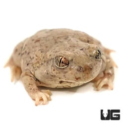 New Mexico Spadefoot Toads For Sale - Underground Reptiles