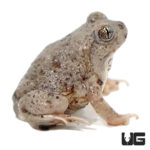 New Mexico Spadefoot Toads For Sale - Underground Reptiles