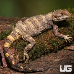Painted Agamas (Laudakia stellio brachydactyla) For Sale - Only At Underground Reptiles