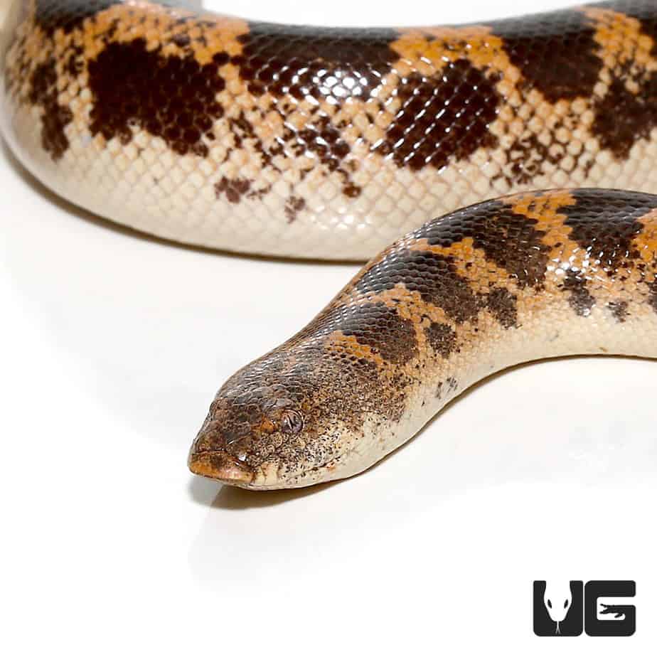 Baby Saharan Sand Boas (Eryx colubrinus) For Sale Underground Reptiles