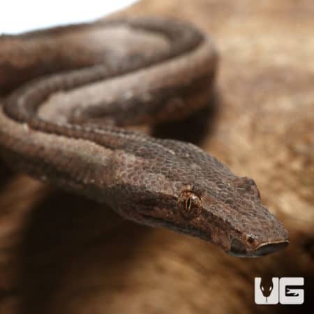Indonesian Tree Boas (Candoia carinata carinata) For Sale- Underground Reptiles