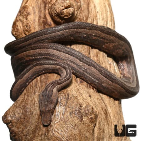 Indonesian Tree Boas (Candoia carinata carinata) For Sale- Underground Reptiles