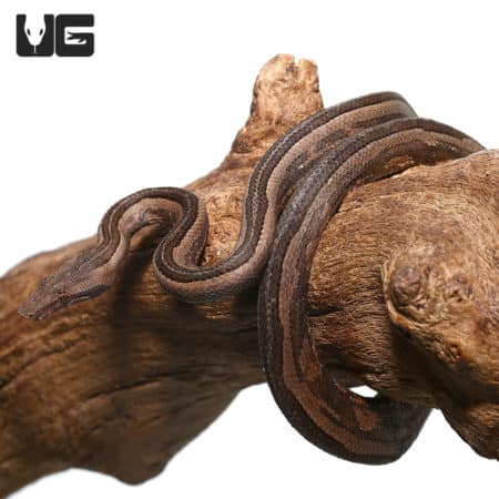 Indonesian Tree Boas (Candoia carinata carinata) For Sale- Underground Reptiles