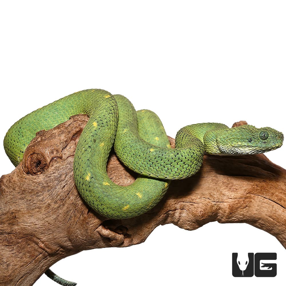 West African Bush Vipers (Atheris chlorechis) For Sale