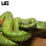 West African Bush Vipers (Atheris chlorechis) For Sale - Underground Reptiles