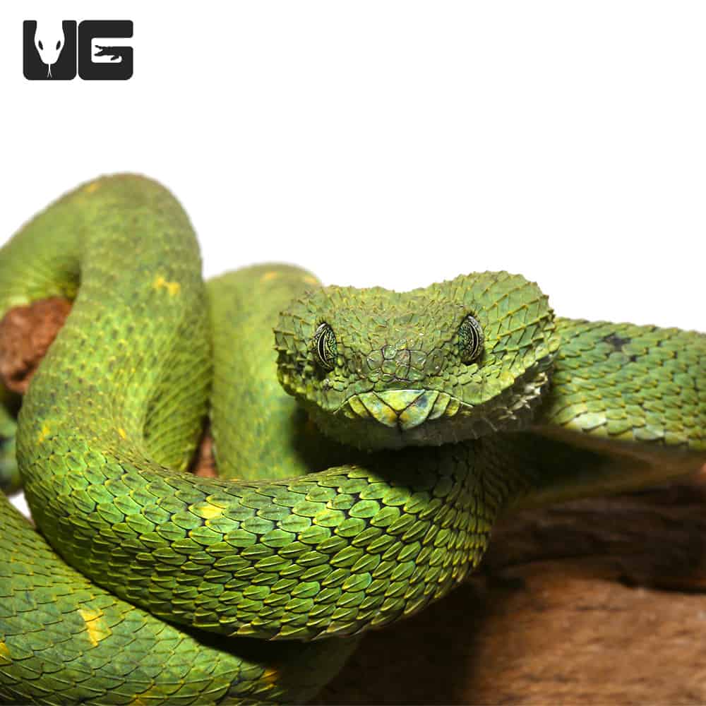 west african bush vipers atheris chlorechis are small to medium-sized  semi-arboreal vemomous reptiles