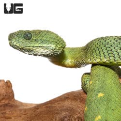 Adult Female Blue Crown Green Squamigera Bush Viper (Atheris squamigera)  For Sale - Underground Reptiles