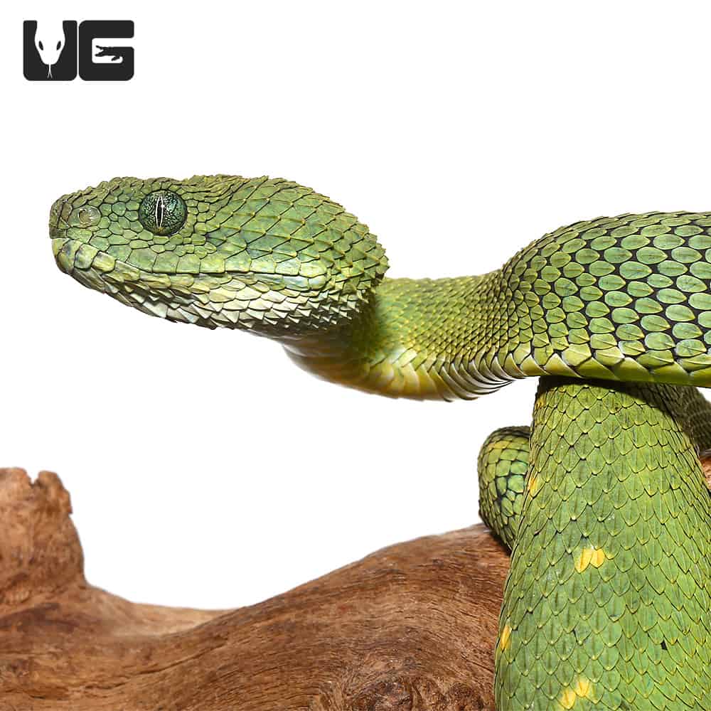 West African Bush Viper (Atheris chlorechis) - ZooChat