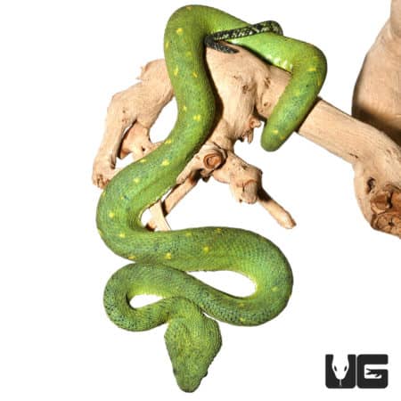 West African Bush Vipers (Atheris chlorechis) For Sale - Underground Reptiles