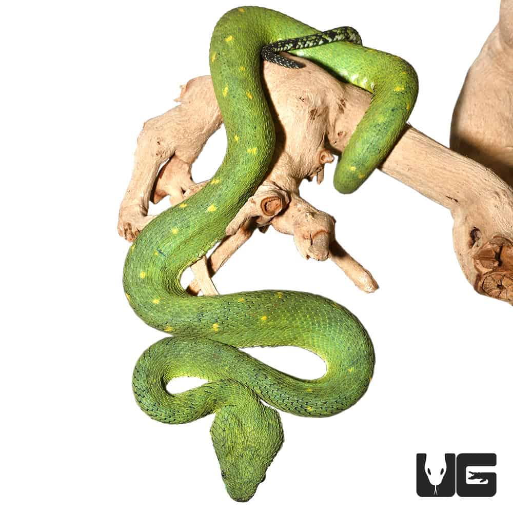 Stock photo of West African tree viper (Atheris chlorechis) portrait, Togo.  Controlled. Available for sale on