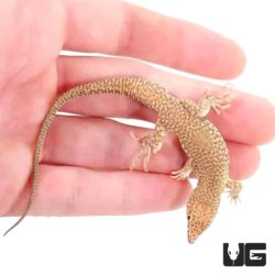 Nidua Fringe Fingered Lizards For Sale - Underground Reptiles
