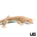 Nidua Fringe Fingered Lizards For Sale - Underground Reptiles