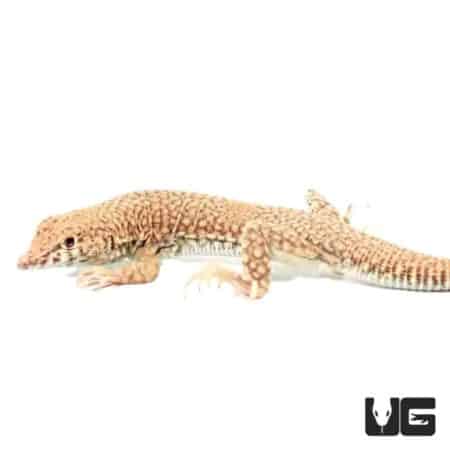 Nidua Fringe Fingered Lizards For Sale - Underground Reptiles