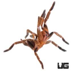 Incredible Nigerian Rusted Tarantula (Hysterocrates laticeps) For Sale - Underground Reptiles