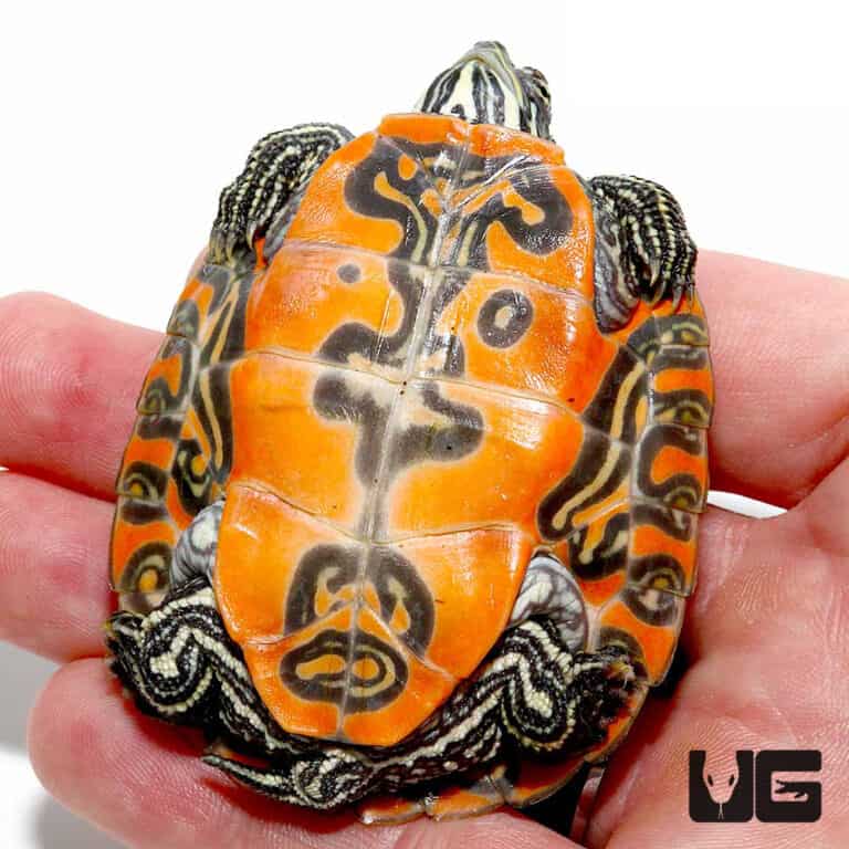 Northern Redbelly Slider Turtle For Sale Underground Reptiles