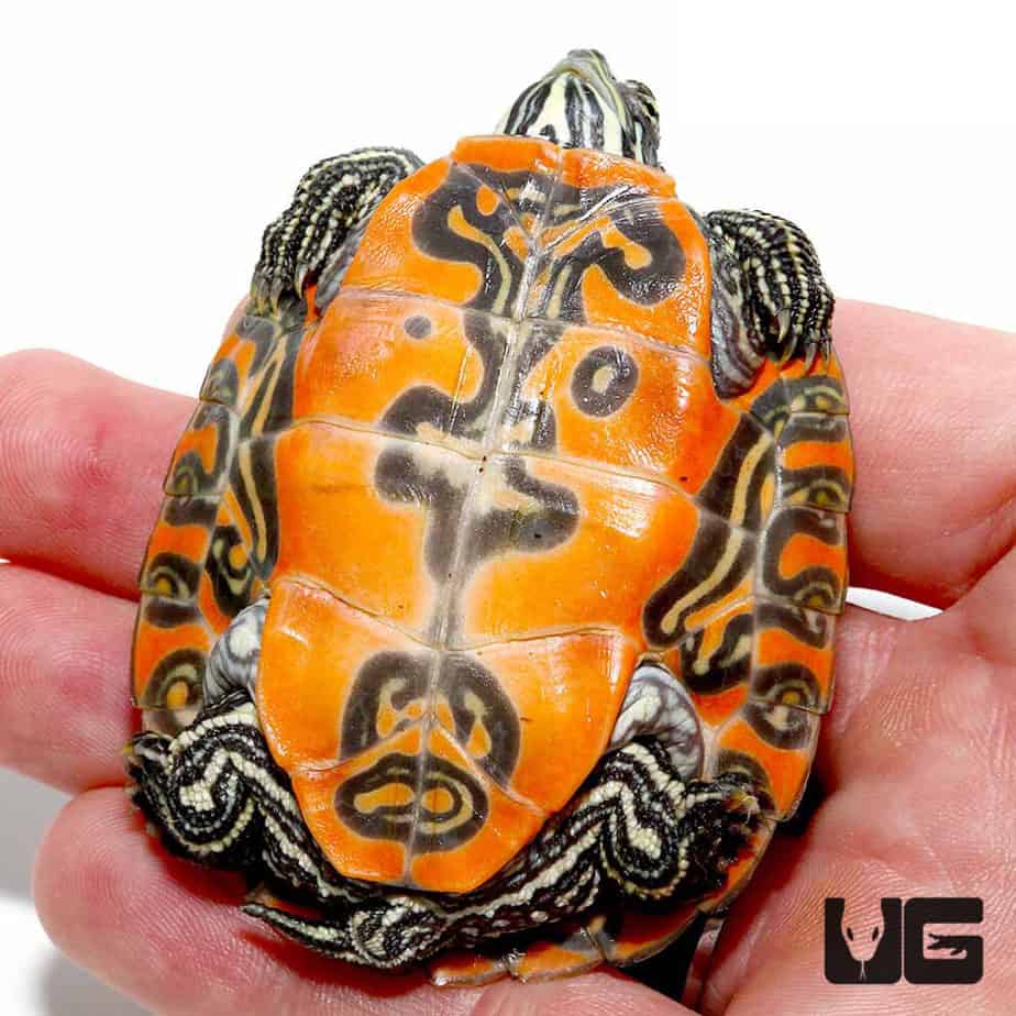 Northern Redbelly Slider Turtle For Sale Underground Reptiles