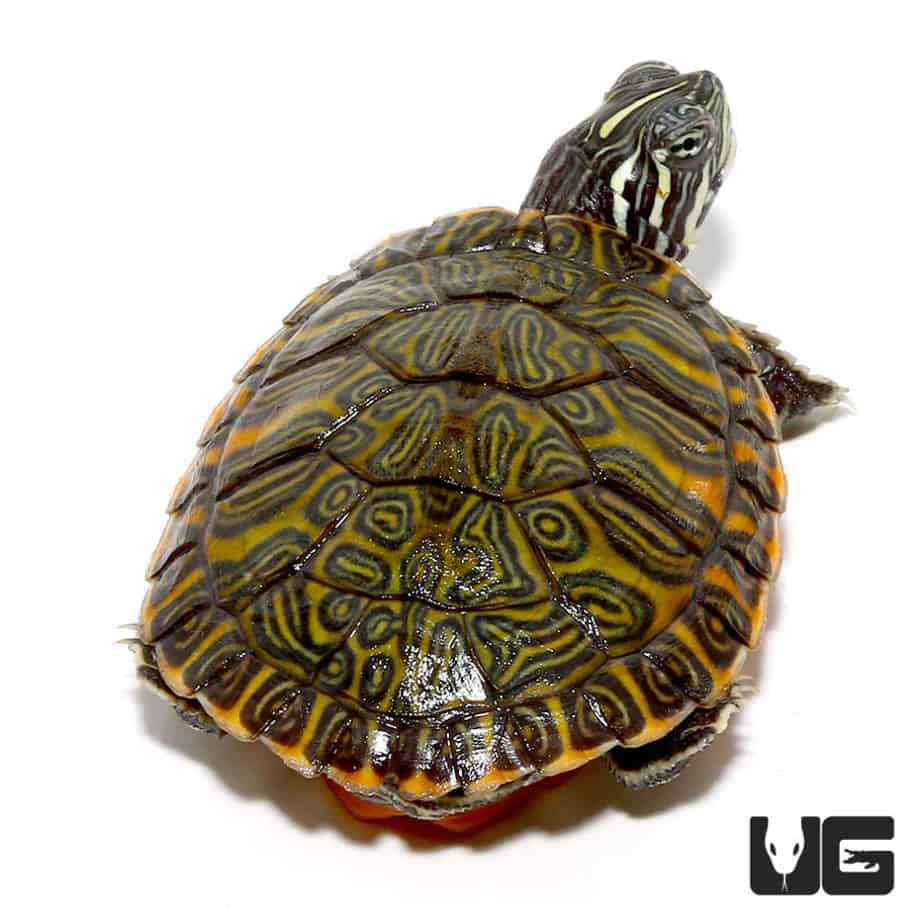 Northern Redbelly Slider Turtle For Sale - Underground Reptiles