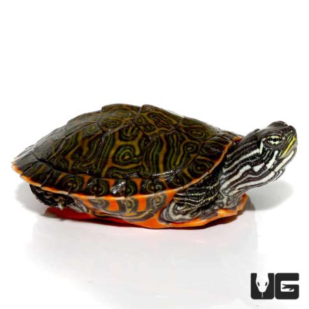 Northern Redbelly Cooter turtle, juvenile with distinctive striped head and vibrant red plastron.