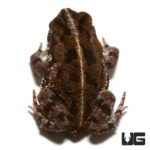 Oak Toad For Sale - Underground Reptiles