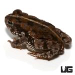 Oak Toad For Sale - Underground Reptiles