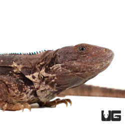 Oaxacana Spiny tail iguanas For Sale - Underground Reptiles