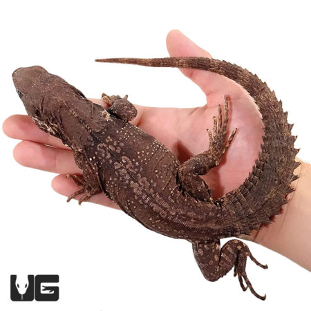 Oaxacana Spiny tail iguanas For Sale - Underground Reptiles