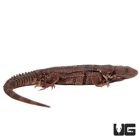 Oaxacana Spiny tail iguanas For Sale - Underground Reptiles