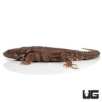 Oaxacana Spiny tail iguanas For Sale - Underground Reptiles