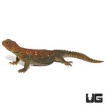 Ocellated Uromastyx For Sale - Underground Reptiles
