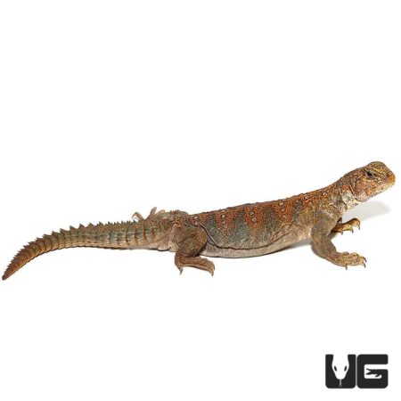 Ocellated Uromastyx For Sale - Underground Reptiles