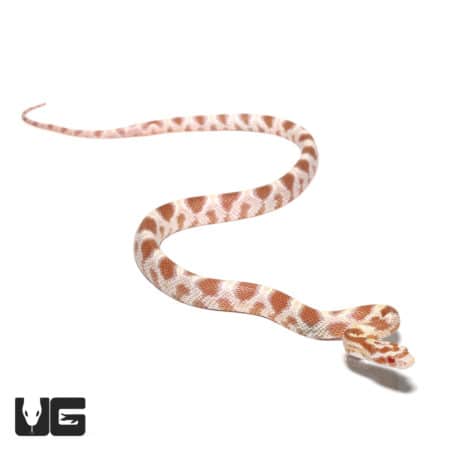 Okeetee Butter Cornsnake, baby with orange and white pattern, ideal for reptile enthusiasts.