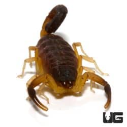 Oman Thick Tailed Scorpion (Hottentotta jayakari) For Sale - Underground Reptiles