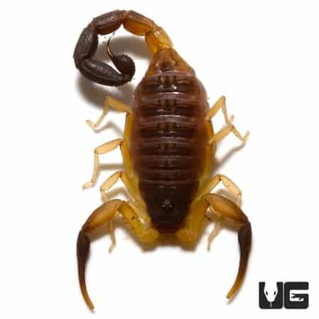 Oman Thick Tailed Scorpion (Hottentotta jayakari) For Sale - Underground Reptiles