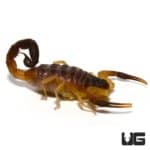 Oman Thick Tailed Scorpion (Hottentotta jayakari) For Sale - Underground Reptiles