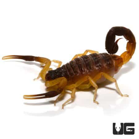 Oman Thick Tailed Scorpion (Hottentotta jayakari) For Sale - Underground Reptiles