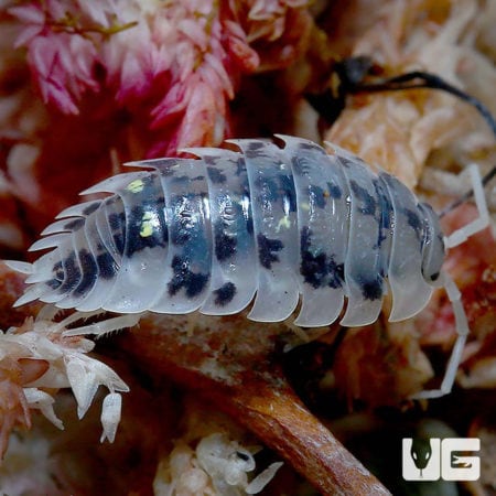 Unique Mardi Gras colored Isopod for reptile and invertebrate enthusiasts.