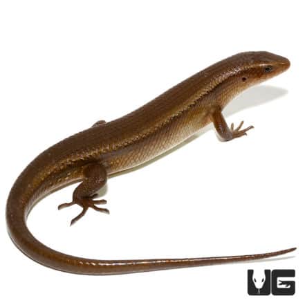 Orange Throated Skinks For Sale - Underground Reptiles