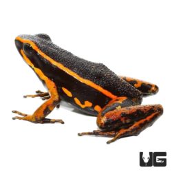 Orange Trivittatus Dart Frog For Sale - Underground Reptiles