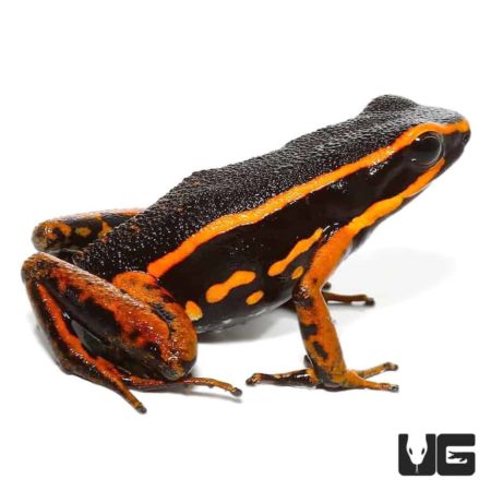 Orange Trivittatus Dart Frog For Sale - Underground Reptiles