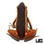 Orange Trivittatus Dart Frog For Sale - Underground Reptiles