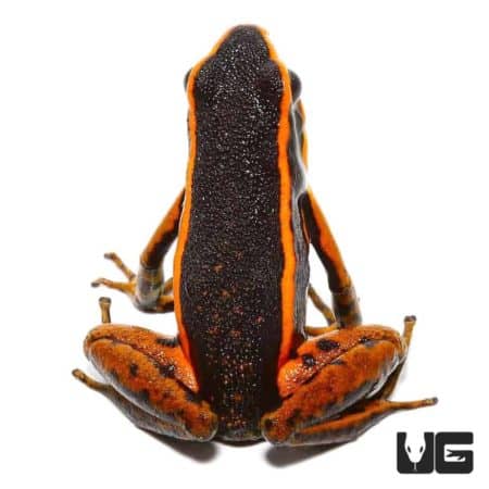 Orange Trivittatus Dart Frog For Sale - Underground Reptiles