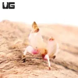 Orchid Mantis (Hymenopus coronatus) For Sale - Underground Reptiles