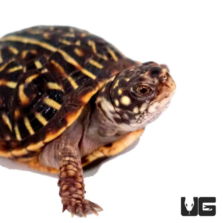 Ornate Box Turtle - Underground Reptiles