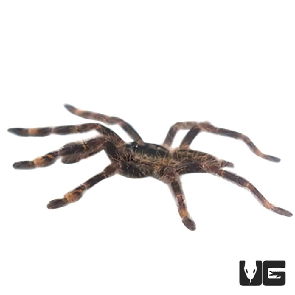 Ornate Tiger Tarantula (1 2'') Underground Reptiles