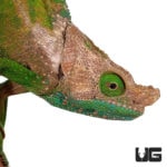 O'Shaughnessy's Chameleons For Sale - Underground Reptiles