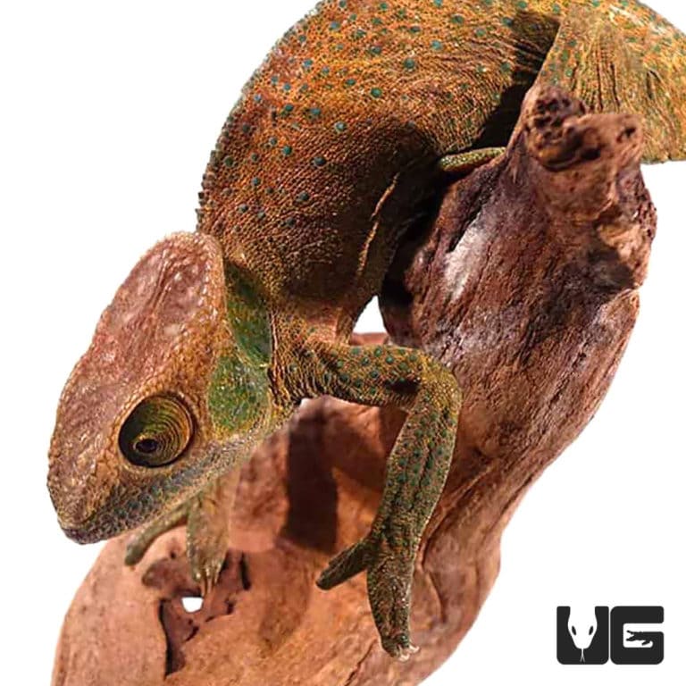 O'Shaughnessy's Chameleons For Sale - Underground Reptiles