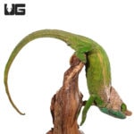 O'Shaughnessy's Chameleons For Sale - Underground Reptiles