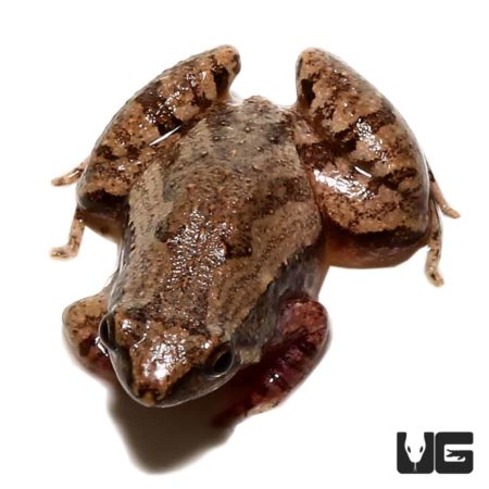 Painted Chorus Frog For Sale - Underground Reptiles