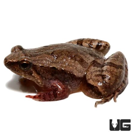 Painted Chorus Frog For Sale - Underground Reptiles
